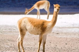 Fibra de vicuña en Bolivia