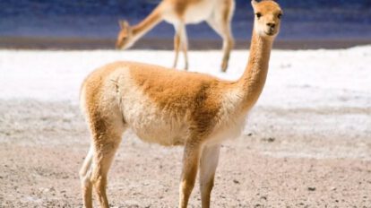 Fibra de vicuña en Bolivia