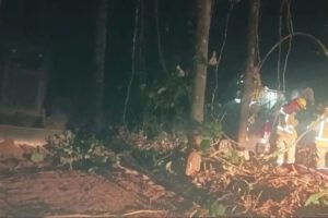 Incendio forestal amenaza la producción de asaí en El Porvenir