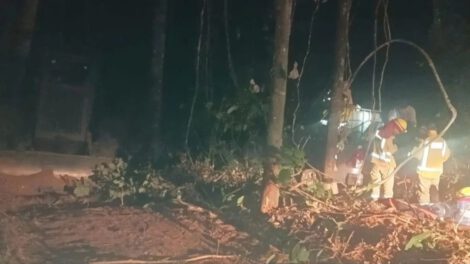Incendio forestal amenaza la producción de asaí en El Porvenir