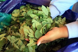 Reclasificación de la hoja de coca en Ginebra
