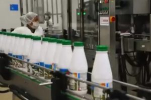 Productores lecheros de Tarija y Beni alzan la voz por suspensión del acopio de leche