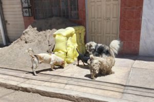 Población de canes en Oruro