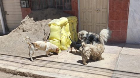 Población de canes en Oruro