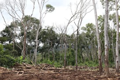 Degradación de bosques en América Latina