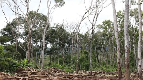Degradación de bosques en América Latina