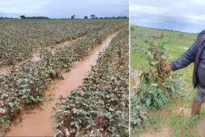 Desastre agrícola en San Pedro por inundación y escasez de diésel
