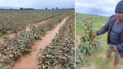 Desastre agrícola en San Pedro por inundación y escasez de diésel