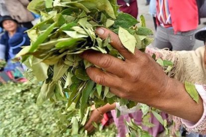 Dirigente rechaza propuesta de abrogación de la Ley General de la Coca