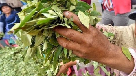 Dirigente rechaza propuesta de abrogación de la Ley General de la Coca