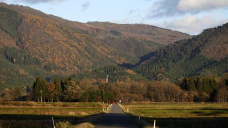 Ataques de osos en Japón