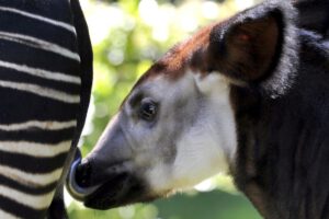 Comercio de okapis e iguanas