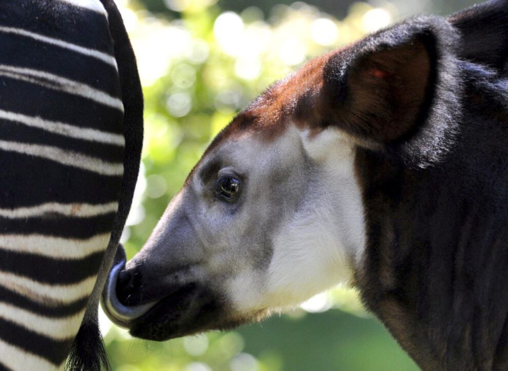 Comercio de okapis e iguanas