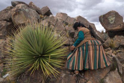 Conservación de la puya raimondii en Bolivia