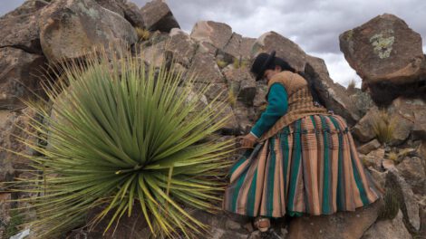 Conservación de la puya raimondii en Bolivia