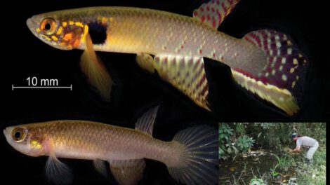 Moema claudiae, pez en peligro crítico en Bolivia