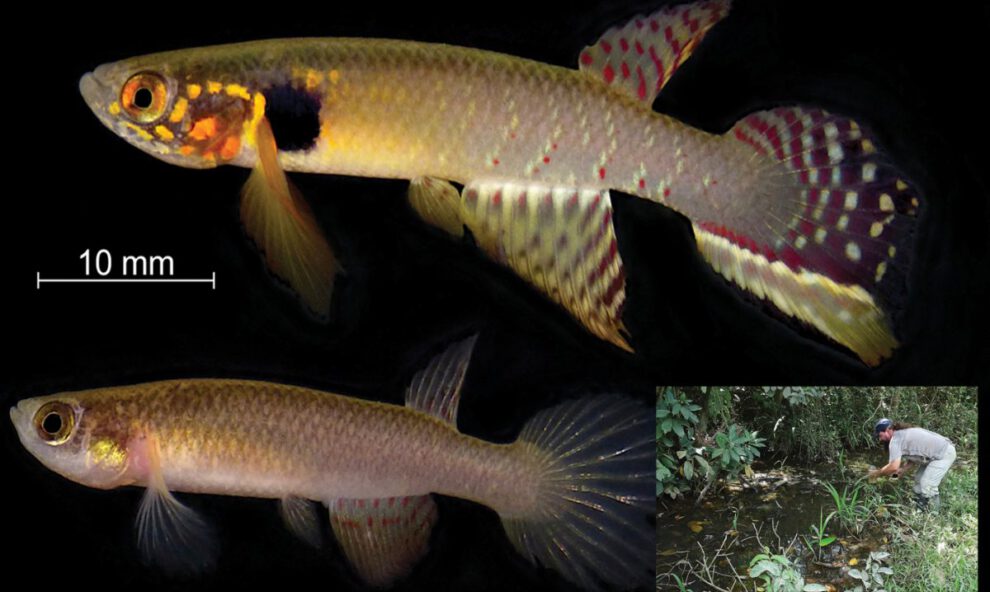 Moema claudiae, pez en peligro crítico en Bolivia