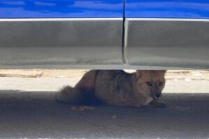 Zorra silvestre rescatada en Oruro