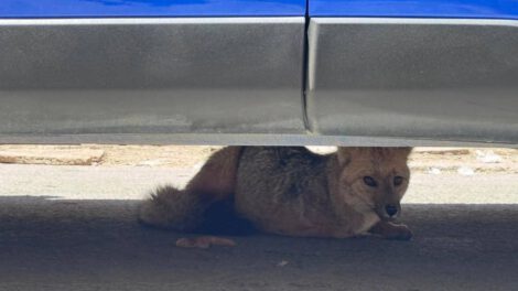 Zorra silvestre rescatada en Oruro