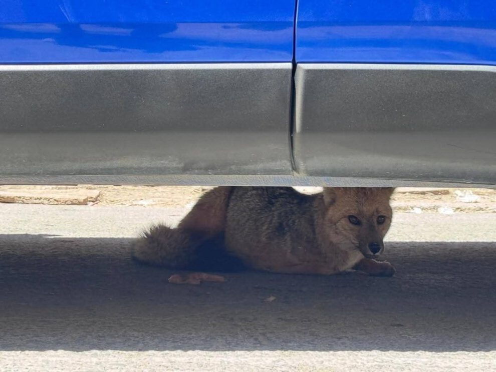 Zorra silvestre rescatada en Oruro