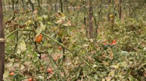 Crisis alimentaria por fenómenos climáticos