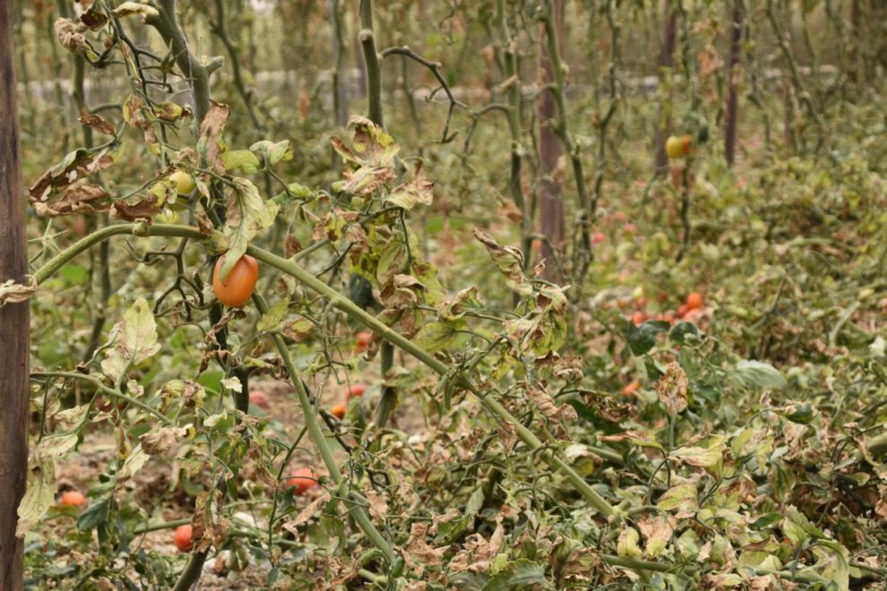 Crisis alimentaria por fenómenos climáticos