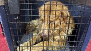 Maltrato animal: Can agredido con agua hirviendo fue rescatado