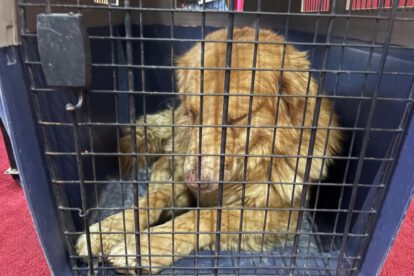 Maltrato animal: Can agredido con agua hirviendo fue rescatado