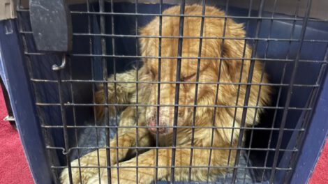 Maltrato animal: Can agredido con agua hirviendo fue rescatado