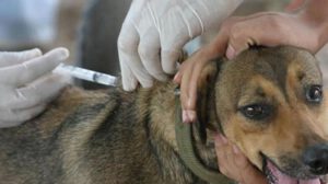 Campaña de vacunación contra la rabia para 2.4 millones de mascotas