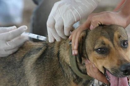Campaña de vacunación contra la rabia para 2.4 millones de mascotas