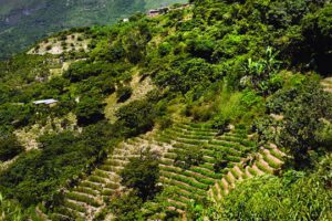 Informe de coca solicitado por el diputado Armin Lluta