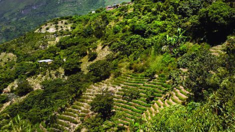 Informe de coca solicitado por el diputado Armin Lluta