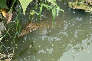 Fauna silvestre en Santa Cruz