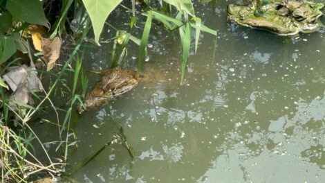 Fauna silvestre en Santa Cruz