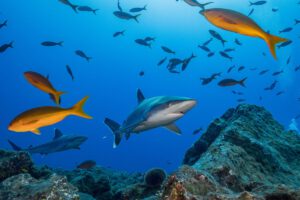 disminución de tiburones en los océanos