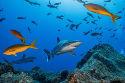 disminución de tiburones en los océanos