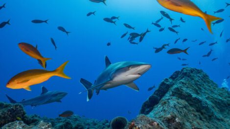 disminución de tiburones en los océanos