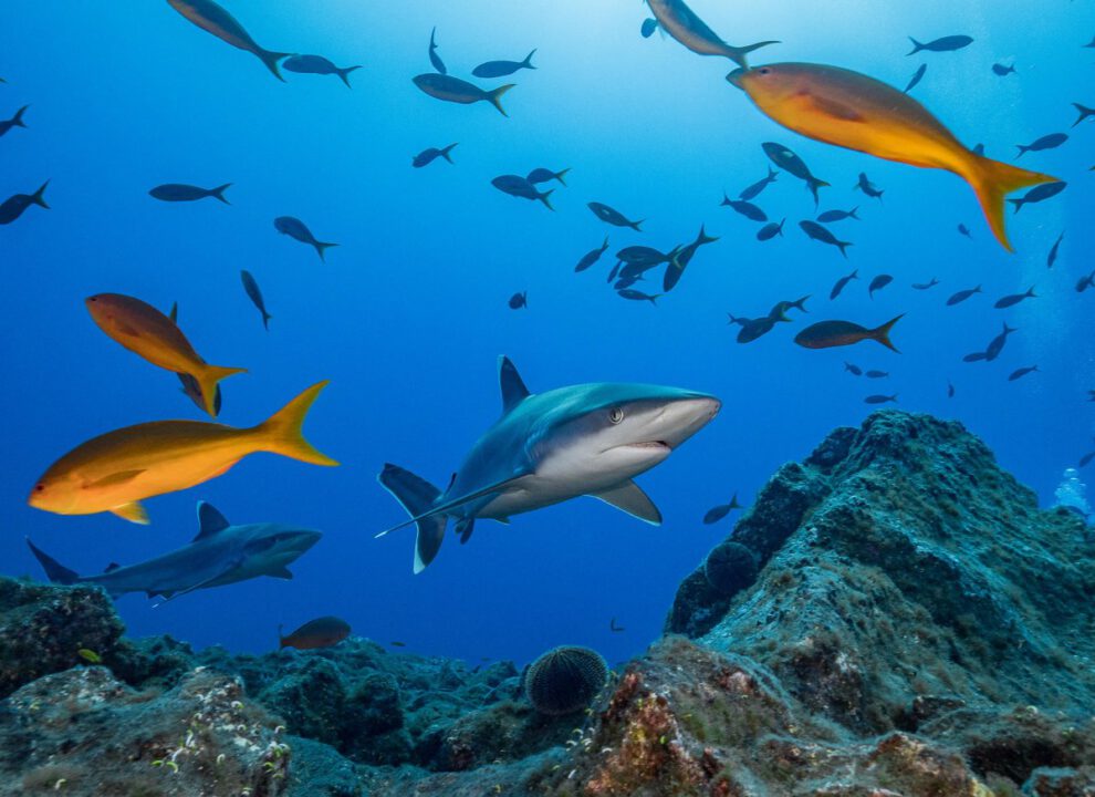 disminución de tiburones en los océanos