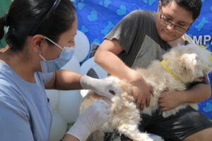Vacunación antirrábica para perros y gatos