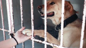 Bienestar animal en el Estado de México