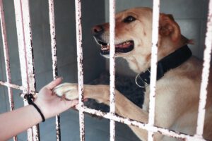 Bienestar animal en el Estado de México