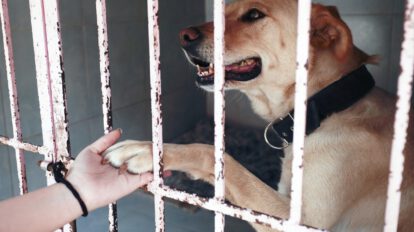 Bienestar animal en el Estado de México