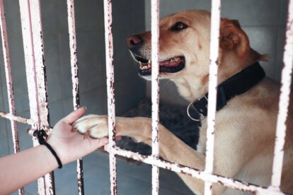 Bienestar animal en el Estado de México