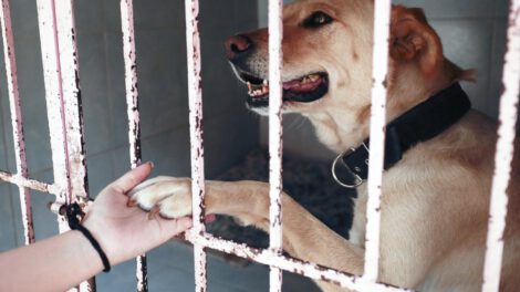 Bienestar animal en el Estado de México