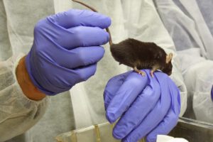 Entorno estimulante mejora la memoria en la infancia