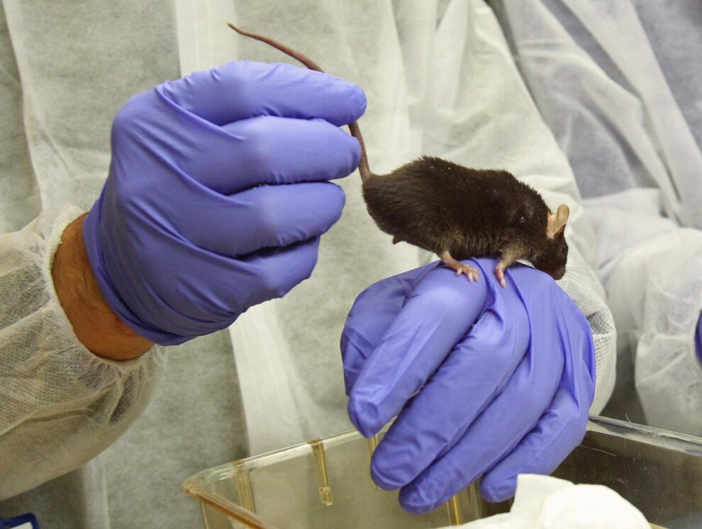 Entorno estimulante mejora la memoria en la infancia