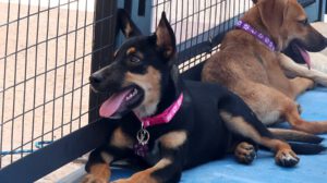 Fotografía que muestra dos perros en adopción durante el Perrotón navideño en Santa Cruz