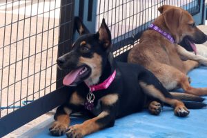 Fotografía que muestra dos perros en adopción durante el Perrotón navideño en Santa Cruz