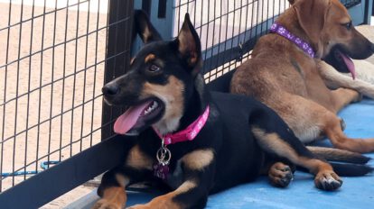 Fotografía que muestra dos perros en adopción durante el Perrotón navideño en Santa Cruz